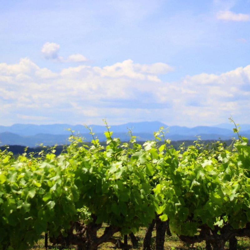 Allée de Vigne vue de face avec montagne en fond-min Allée de vigne avec vue sur les Cévennes